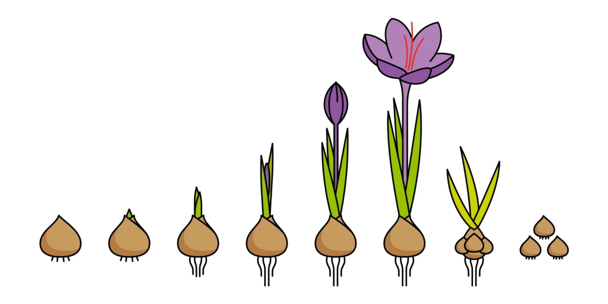 The Lifecycle of a Saffron Crocus Plant