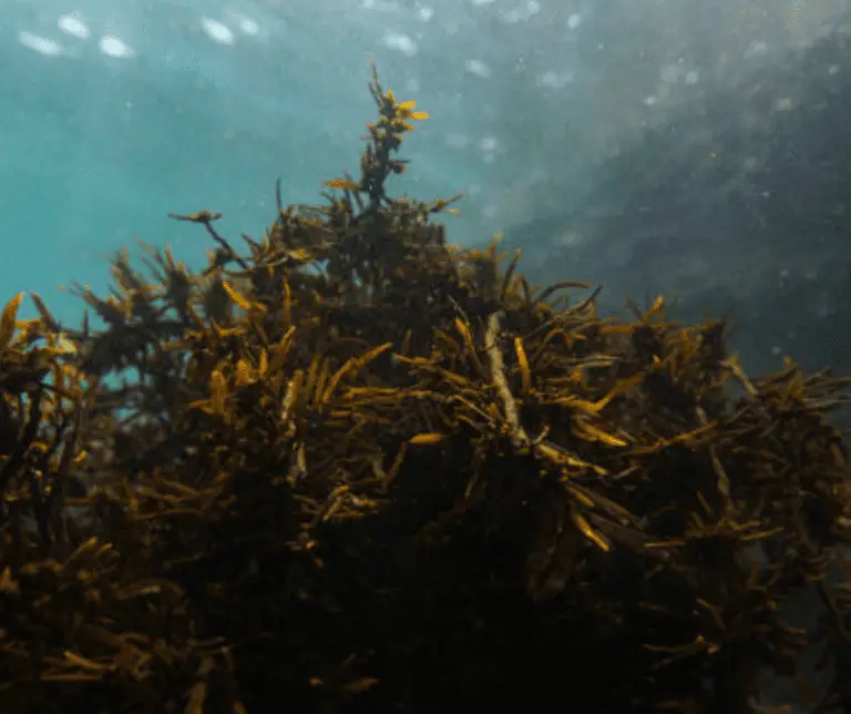 Seaweed Fertilizer: Harnessing the Power of the Ocean