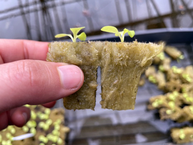 Maintaining Optimal Moisture Levels in Rockwool with Insulating  for Hydroponic Growing