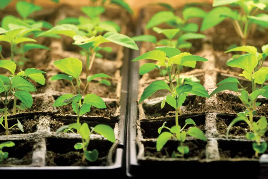 Providing Adequate Sunlight for Healthy Seedling Growth