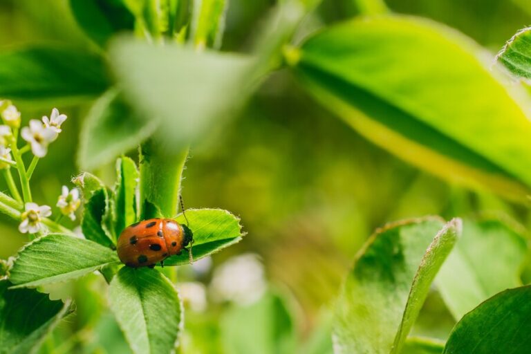 How to Get Rid of Flea Beetles: 5 Effective Ways to Handle and Halt These Pests from Your Plants