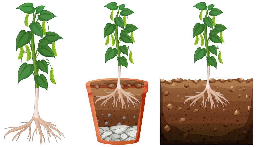 Enhancing Root Aeration with Coco Coir Medium in Hydroponics