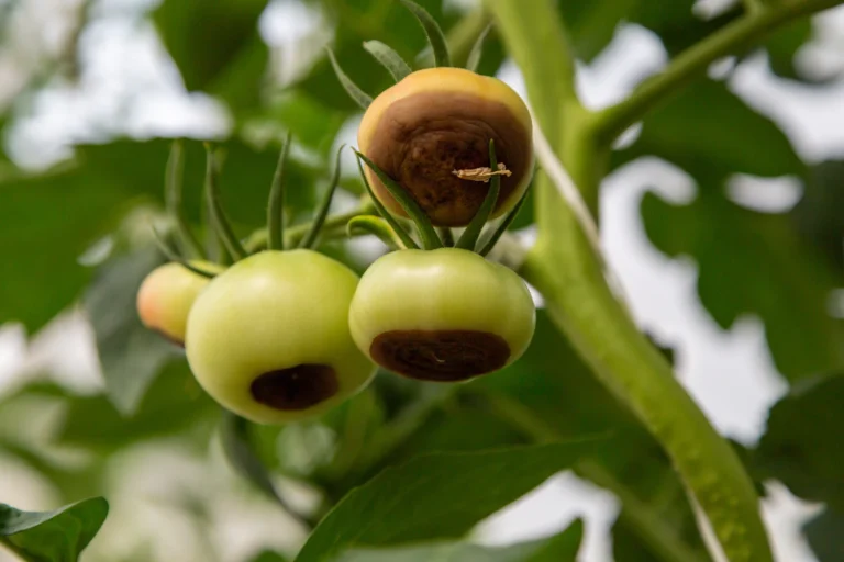 Blossom End Rot: Causes and Prevention in Tomatoes
