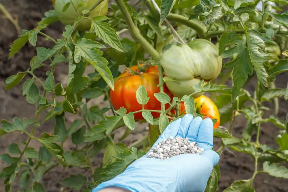 The Importance of Proper Fertilization for Tomato Plants