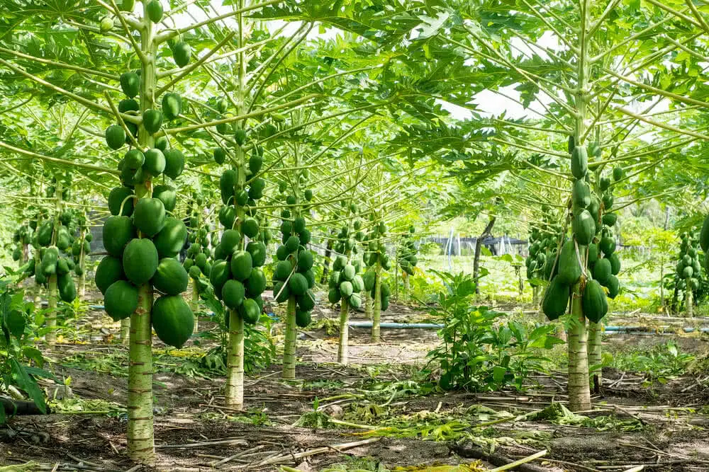Common Myths and Misconceptions About Growing Papayas