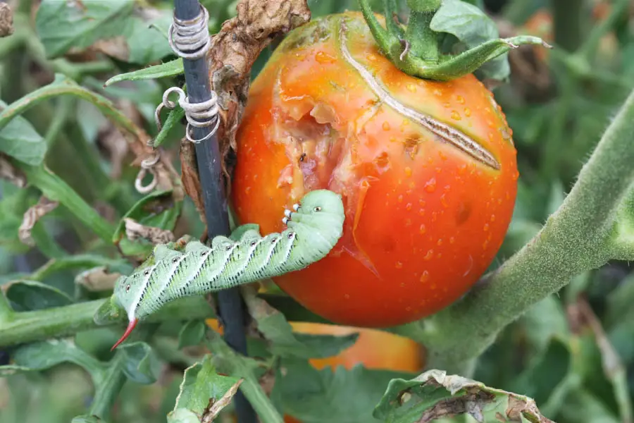 The Damage Tomato Hornworms Can Cause to Your Tomato Plants