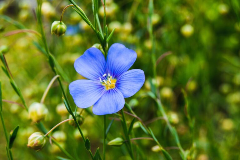 Flax Plant: Fibers, Seeds, and More