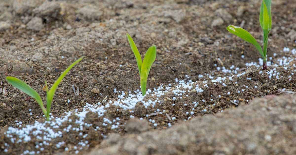Fertilizing Seedlings for Strong and Healthy Growth