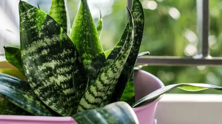 The Ultimate Guide to Snake Plant Maintenance