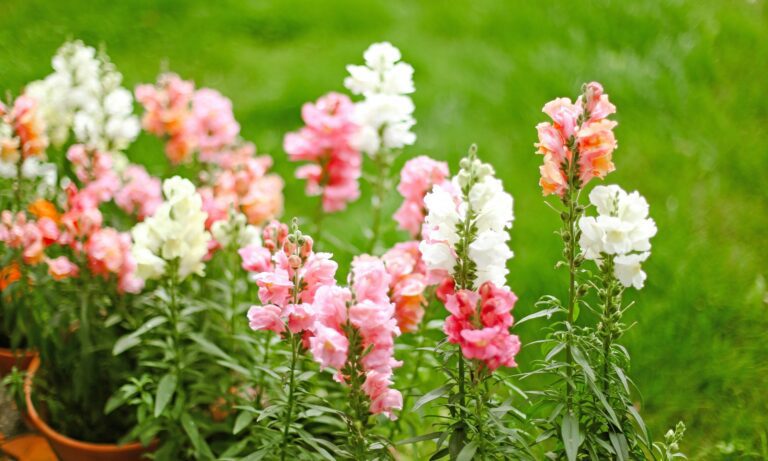 Snapdragons Care: Growing Snapdragon Flowers