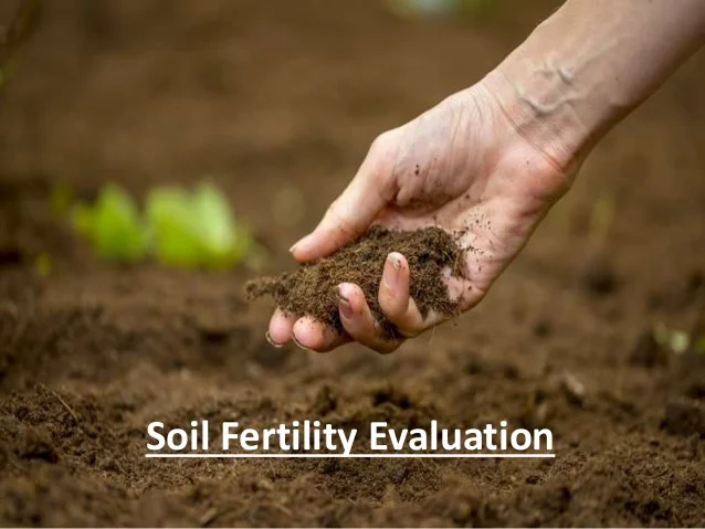 Enhancing Soil Fertility with Mulch