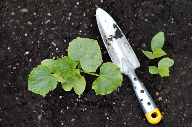 The Importance of Soil and Growing Conditions for Cucumbers