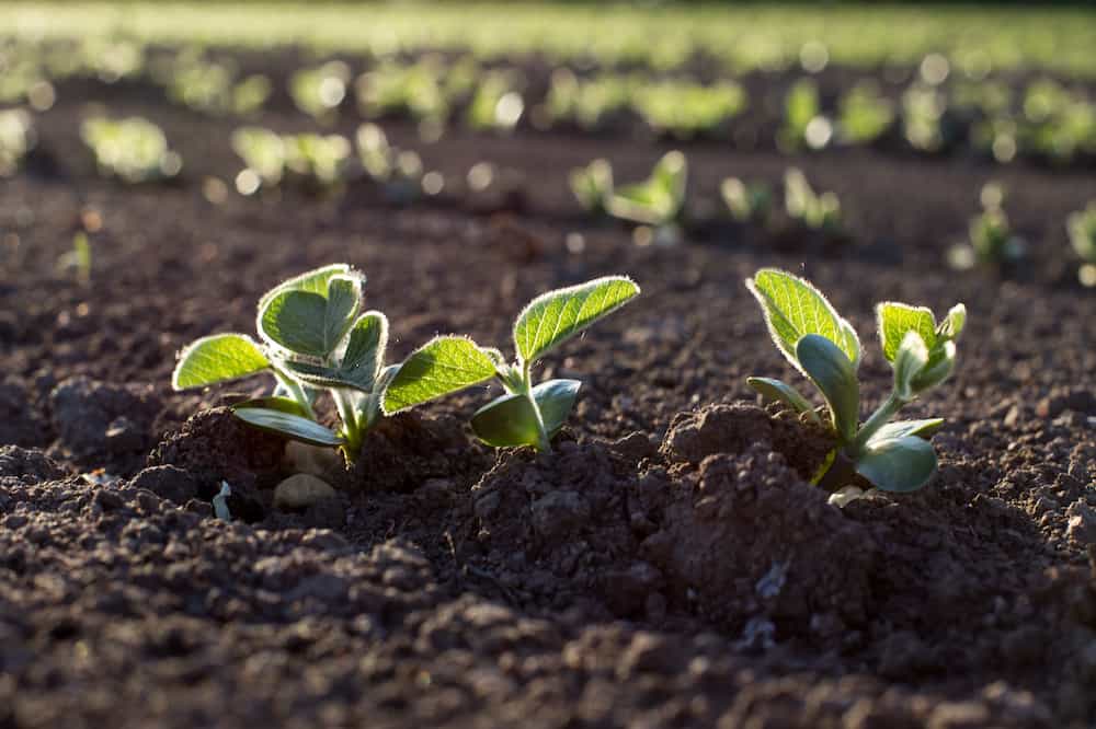 Sowing Seeds: Timing and Proper Seed Spacing