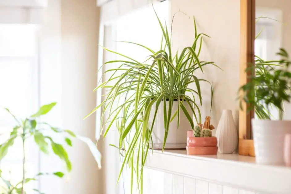 Spider Plant Decor: Creative Ways to Display and Showcase Them