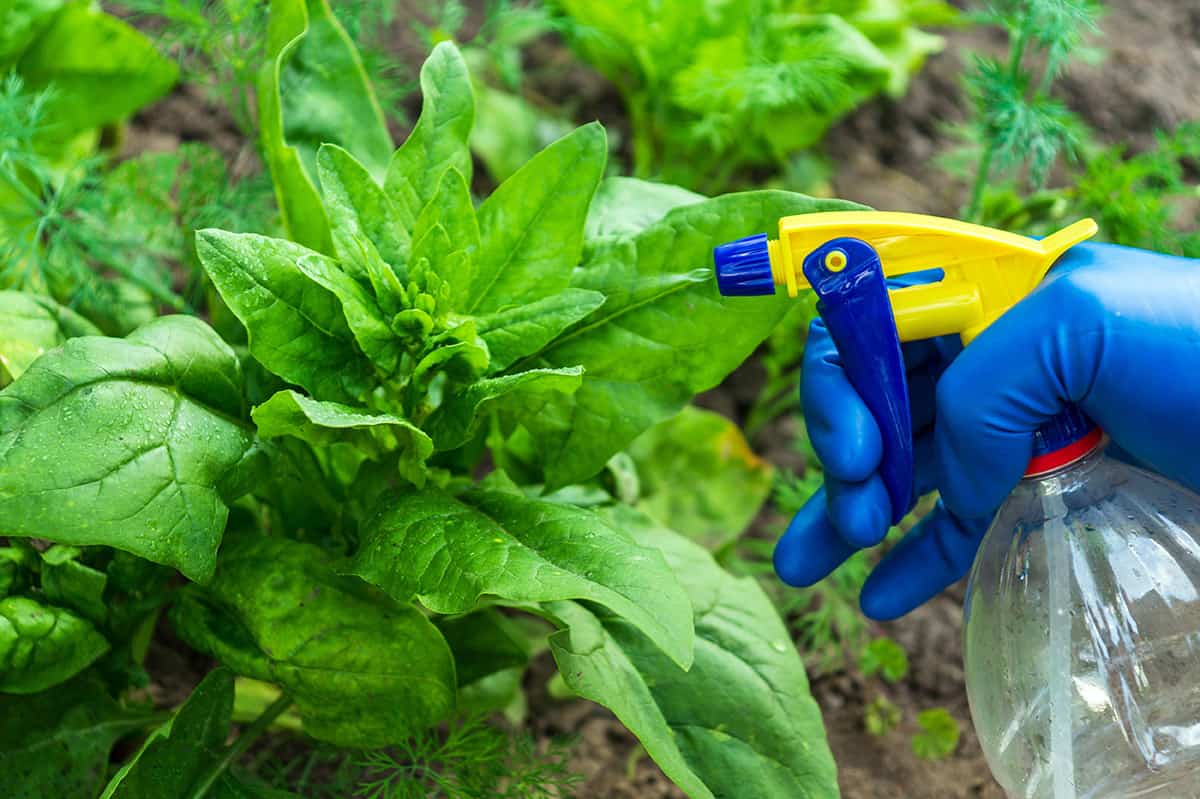 Controlling Pests and Diseases