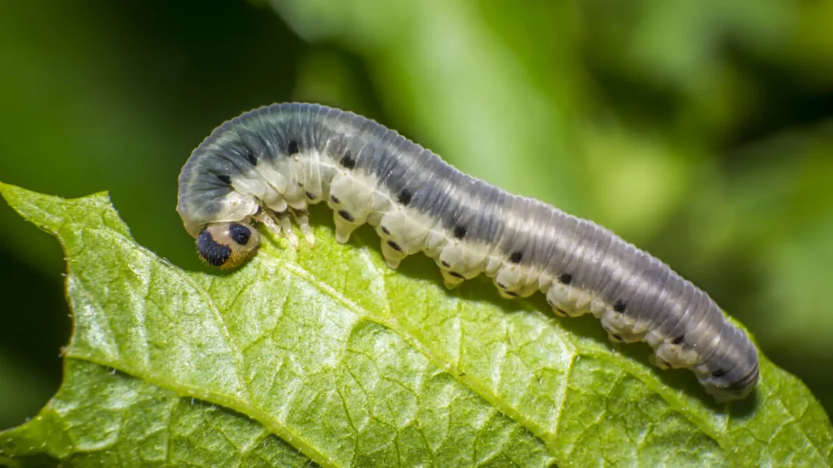 Cutworms in Your Garden: Eradicating Noctuidae Caterpillars