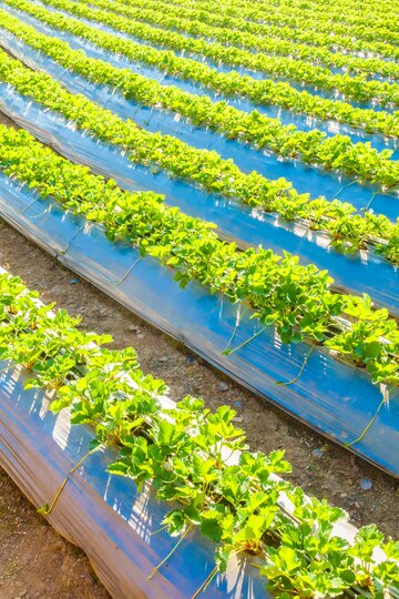 How Hydroponic Farming Can Revolutionize Coastal Agriculture and Solve Food Security Issues