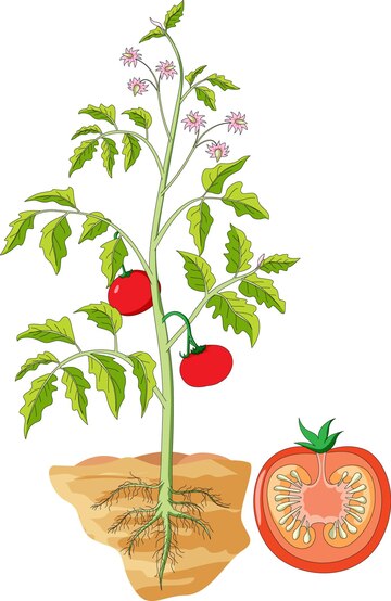 Tomato Germination: Unlocking the Secrets