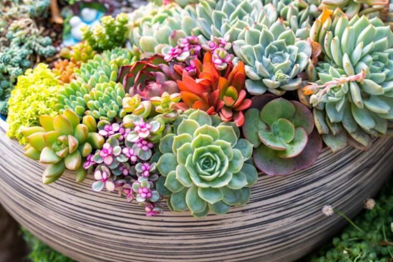 How Long Do Succulents Live? How To Keep Them Alive
