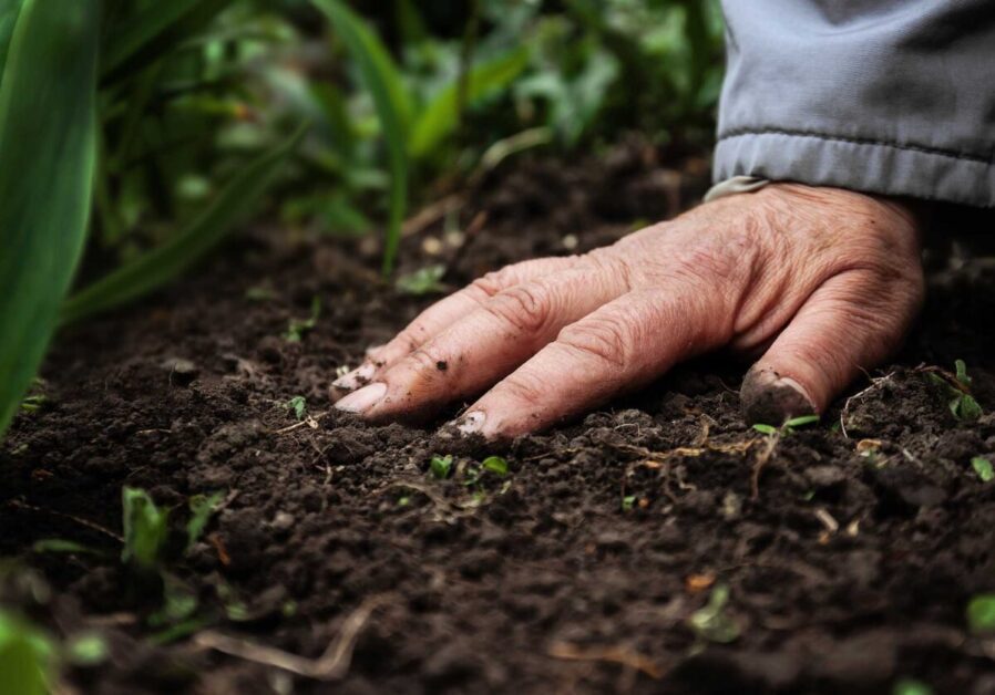 A female old hand on soil-earth. Close-up. Concept of old age-youth, life, health, nature.
