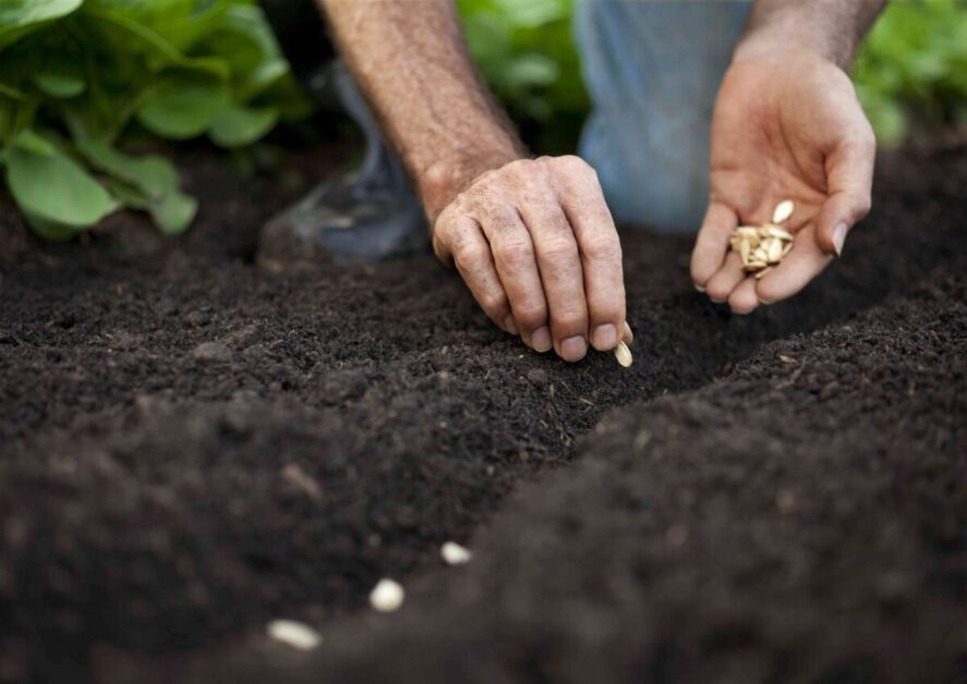 How Many Seeds Do You Need to Grow a Plant?