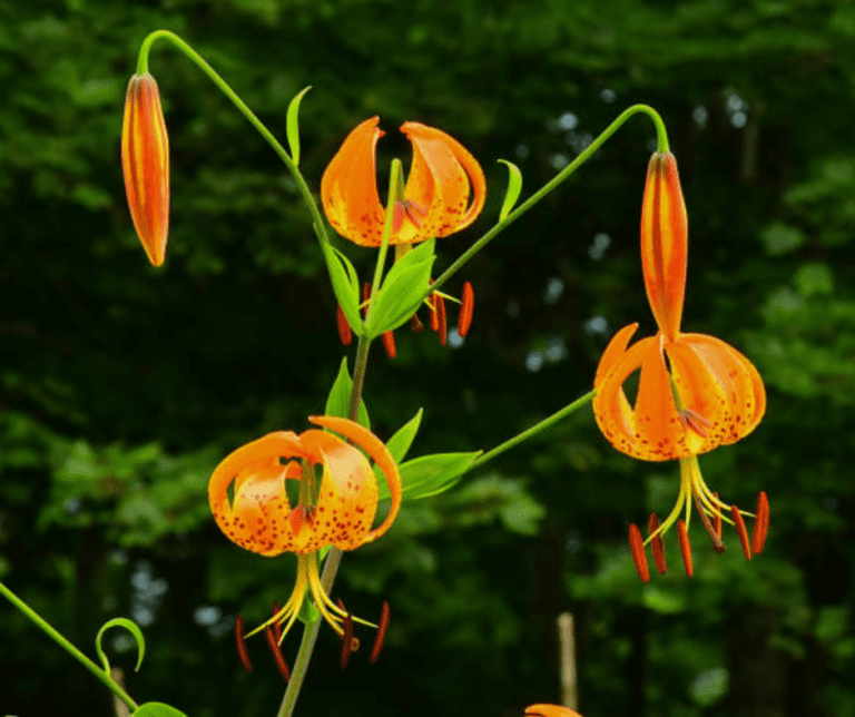 Tiger Lily: Growing Lilium Lancifolium