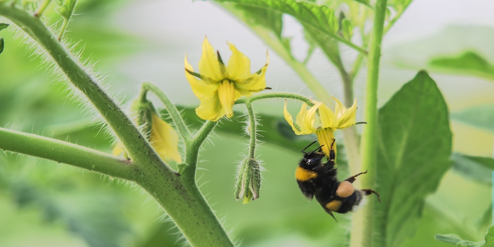 Evaluating the Impact of Improper Pollination on Tomato Plant Flowering