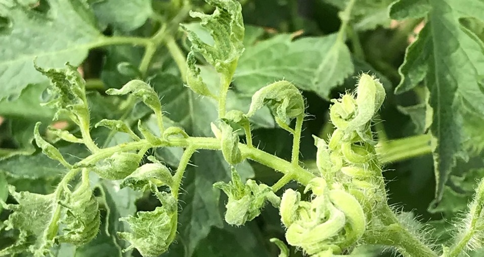 Identifying Tomato Leaf Curl