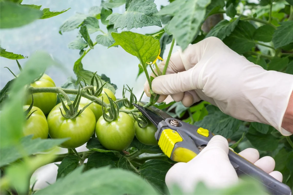 Best Practices for Pruning Tomato Plants