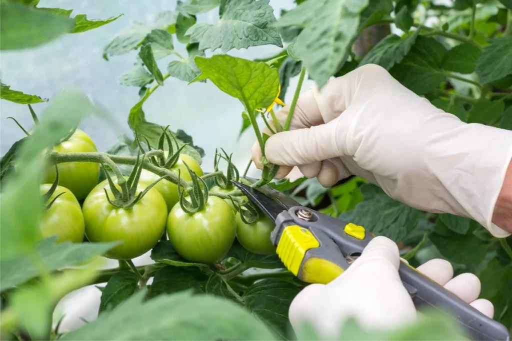 The role of pruning and training techniques in optimizing tomato growth with proper spacing