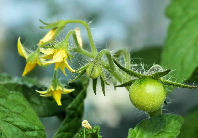 Why Isn’t My Tomato Plant Flowering This Season?