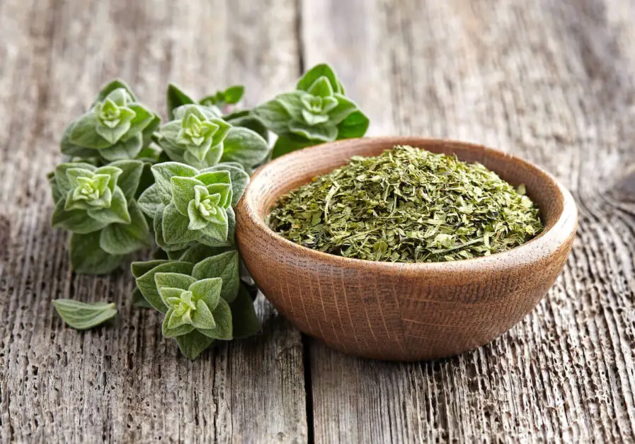 Drying and Storing Oregano: Preserving Its Flavor
