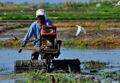 Preparing the Soil for Rice Planting