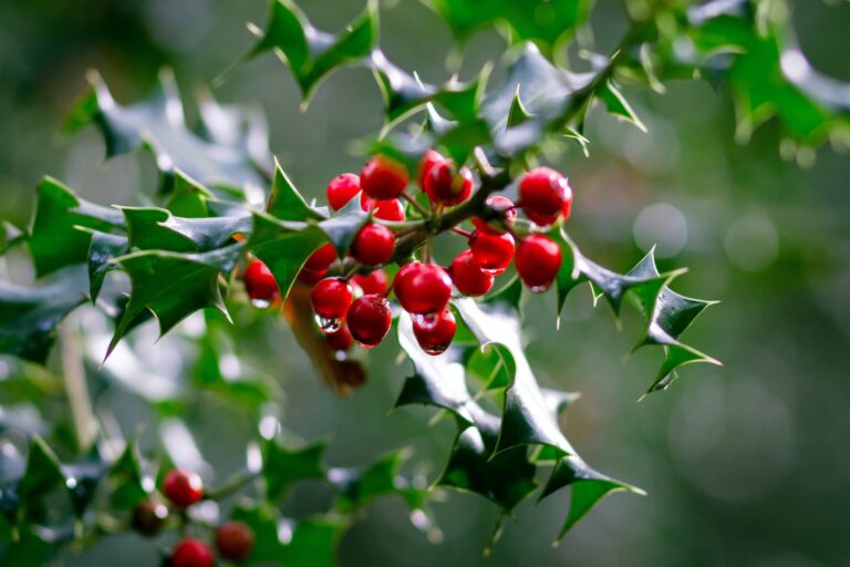 Holly Tree Types and General Care