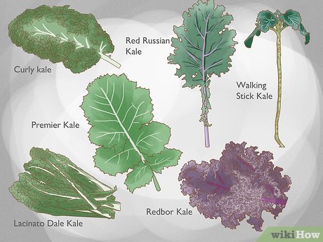 Selecting the Right Kale Varieties for Optimal Growth