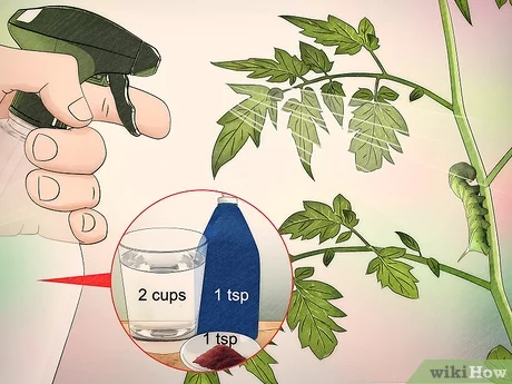 Creating Homemade Remedies and Sprays to Repel Tomato Hornworms
