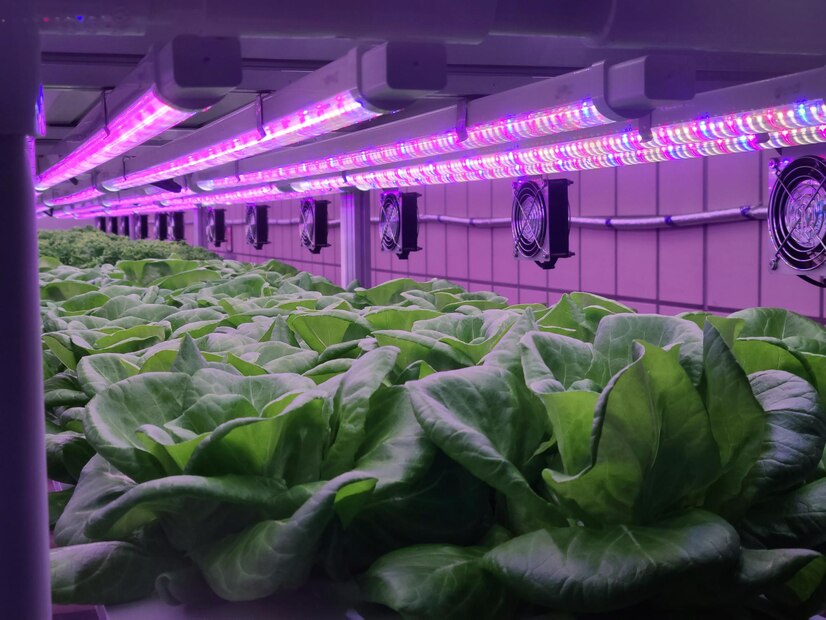Troubleshooting Light Distance Issues in Hydroponics