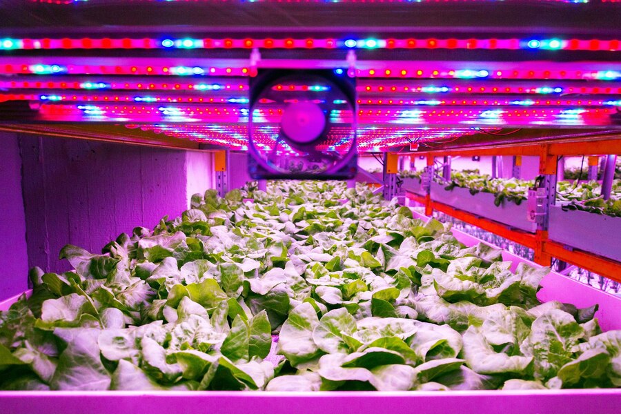 The Ultimate Hydroponic Grow Light Guide: Everything You Need to Know