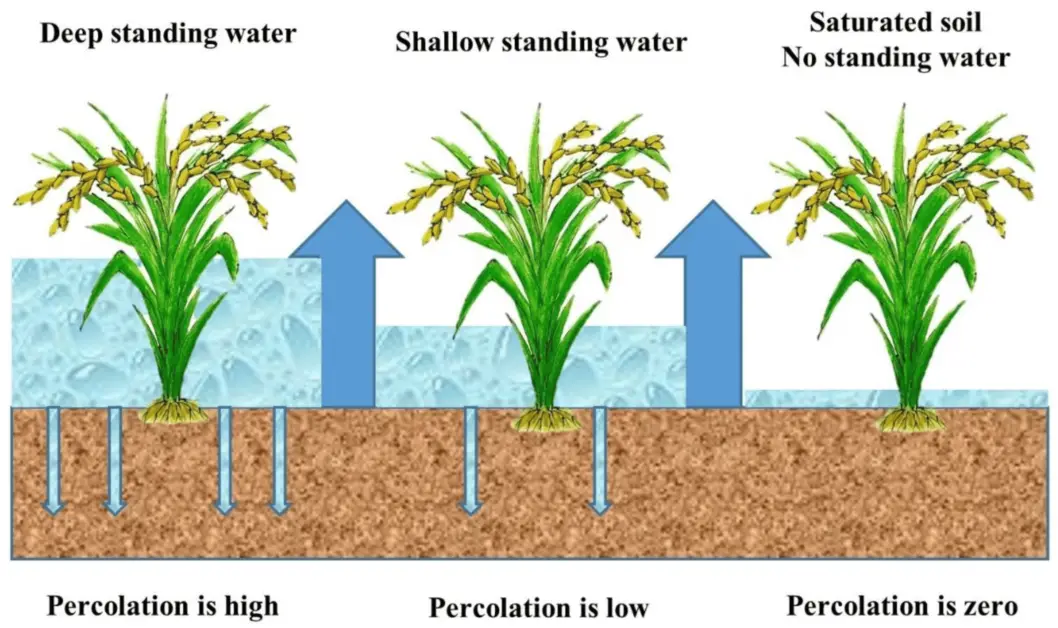 Optimal Water Management Techniques for Rice Cultivation