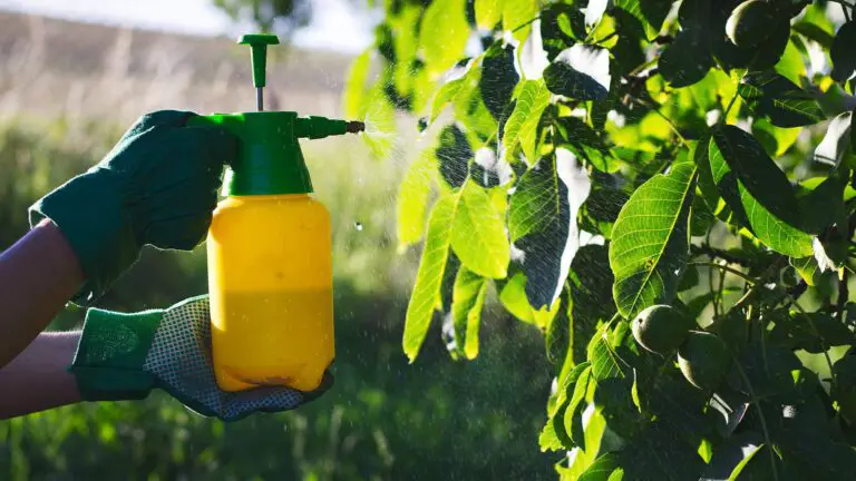 How to Use Insecticidal Soap: A Safe and Natural Way to Kill Bugs on Your Plants