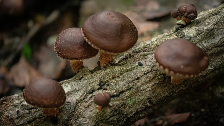 Growing Shiitake Mushrooms at Home: A Guide