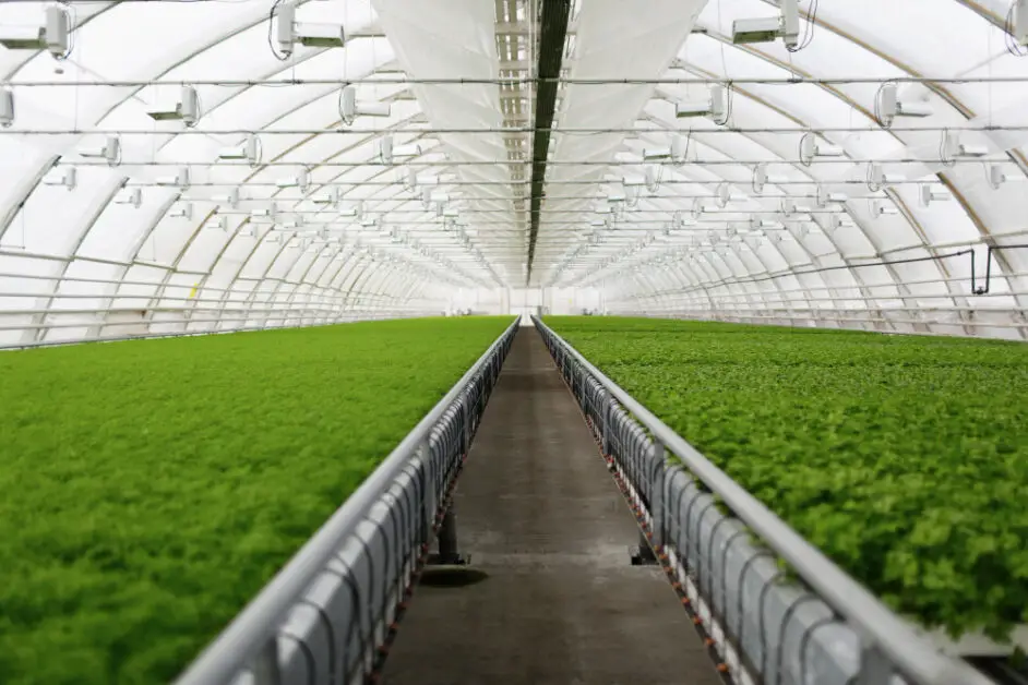 What is hydroponic growth?