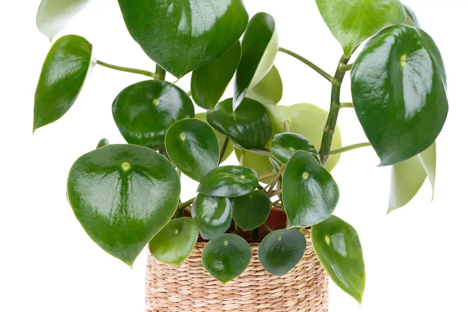 Peperomia Plants: Diverse Indoor Greenery