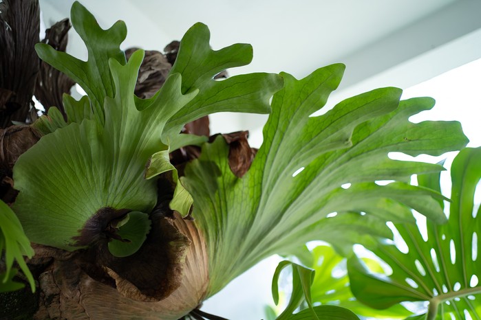 Platycerium Care: Staghorn Fern Growing Guide