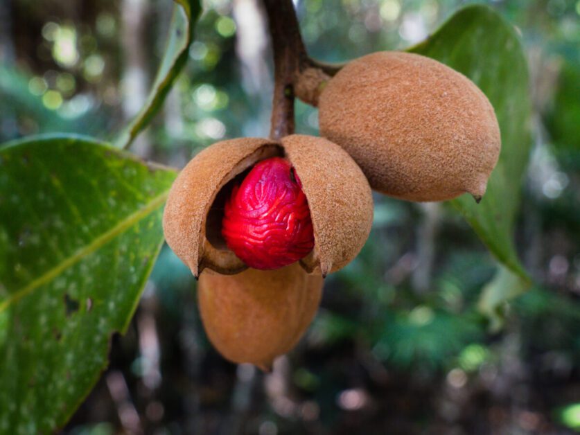 Origins of the Nutmeg Tree