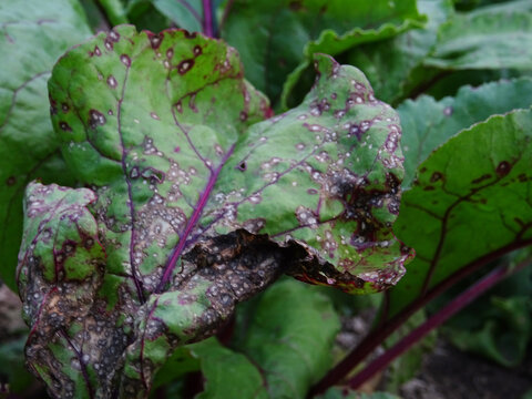Impact of Cercospora Leaf Spot on Plant Health