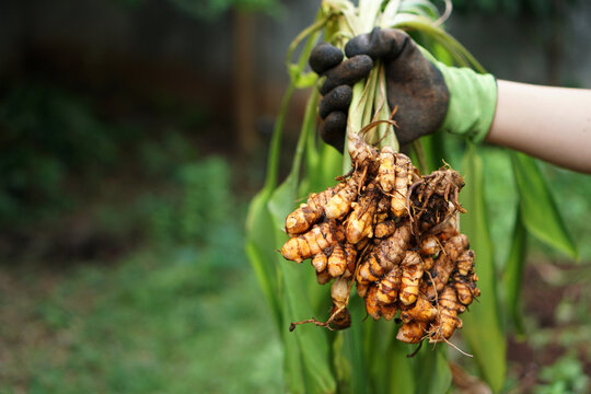 Ideal Climate and Soil Conditions for Turmeric
