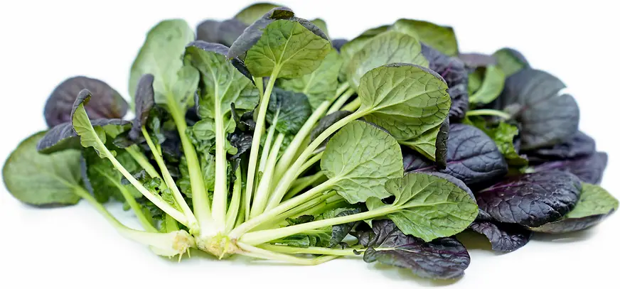 Different varieties of Tatsoi to consider