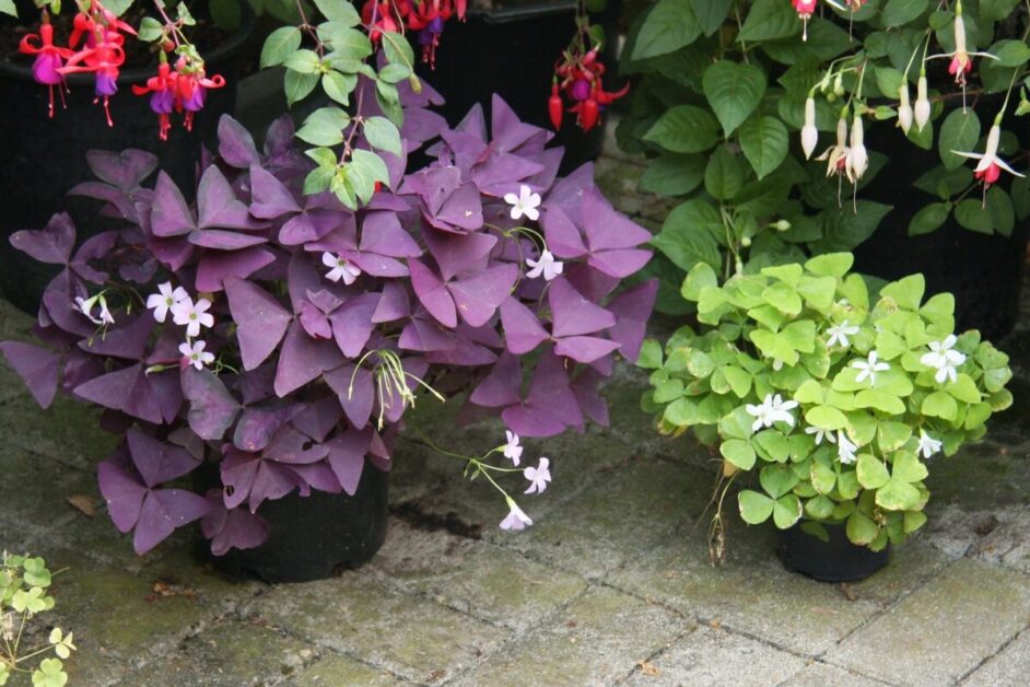 Oxalis Triangularis Care: The Glorious False Shamrock