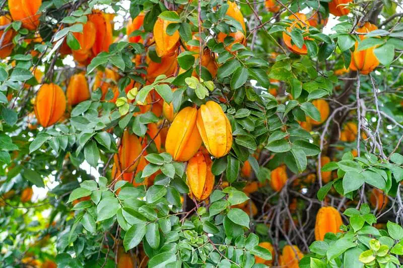 Star Fruit Cultivation: Exotic Flavors from the Tropics